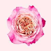 Pink rose, collage element psd