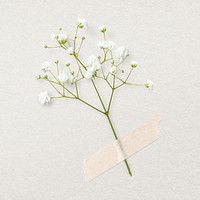 Gypsophila, white paper tape, collage element psd