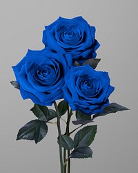 Beautiful blooming blue rose flower