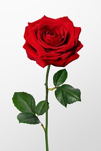 Red rose background, valentine's flower, design space