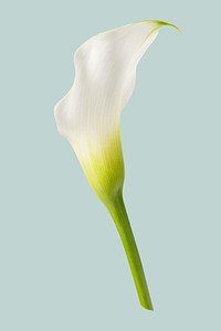 Calla lily flower, isolated object psd