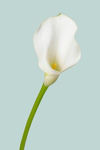 White calla lily background, design space