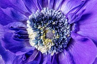 Purple anemone background, flower macro shot