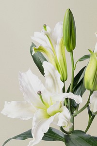White lily background, design space