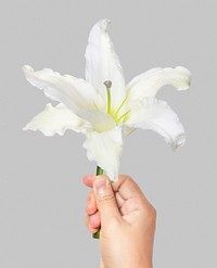 White lily held by hand