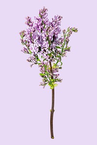 Lilac flower, isolated object psd