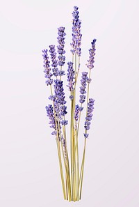 Lavender flower, isolated object psd