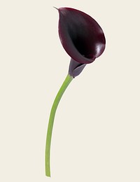 Purple calla lily, collage element psd