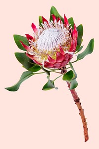 King protea flower, isolated object psd