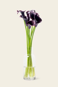 Purple calla lilies in glass vase, isolated object design psd