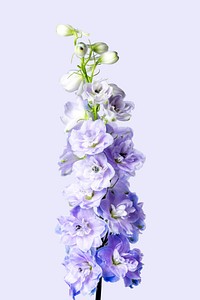 Purple delphinium background, design space