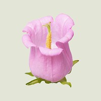 Pink campanula, collage element psd