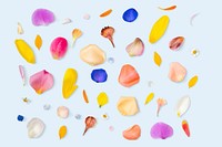 Colorful flower petals background, design space