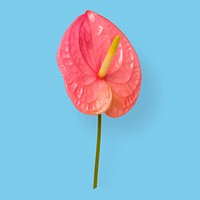 Pink anthurium leaf flower, botanical image psd