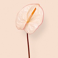 White laceleaf flower, aesthetic botanical image