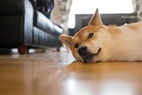 Free shiba inu dog lying on the floor image, public domain animal CC0 photo.