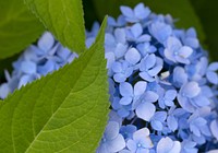 Free blue hydrangea image, public domain flower CC0 photo.