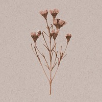 Dried pink wax flower collage element psd