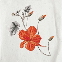Vintage flower collage illustration, scrapbook element