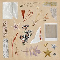 Aesthetic journal sticker, dried flower and ripped paper collage art vector set