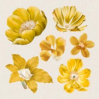 Flowers stickers, yellow botanical design set vector, remixed from original artworks by Pierre Joseph Redouté