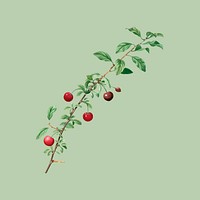 Berry branch sticker, vintage botanical design vector, remixed from original artworks by Pierre Joseph Redouté