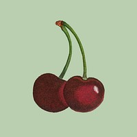 Cherry sticker, vintage botanical design vector, remixed from original artworks by Pierre Joseph Redouté