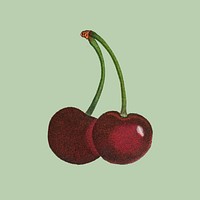 Red cherry, botanical design remixed from original artworks by Pierre Joseph Redout&eacute;