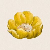 Yellow flower sticker, vintage botanical design psd, remixed from original artworks by Pierre Joseph Redout&eacute;