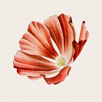 Vintage red flower, botanical design, remixed from original artworks by Pierre Joseph Redouté