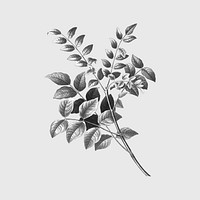 Gray leaf, botanical design, remixed from original artworks by Pierre Joseph Redouté