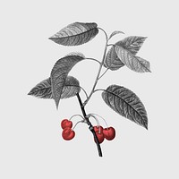 Cherry branch sticker, grayscale red botanical design psd, remixed from original artworks by Pierre Joseph Redout&eacute;