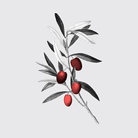Olive branch sticker, retro botanical design vector, remixed from original artworks by Pierre Joseph Redout&eacute;
