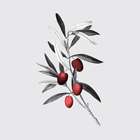 Olive branch sticker, retro botanical design vector, remixed from original artworks by Pierre Joseph Redouté