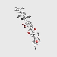 Cherry branch sticker, retro botanical design psd, remixed from original artworks by Pierre Joseph Redout&eacute;