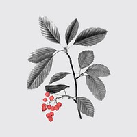 Berry branch sticker, retro botanical design vector, remixed from original artworks by Pierre Joseph Redout&eacute;