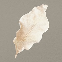 Autumn leaf, botanical painting design