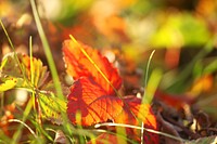 Free ground full of fall leaves photo, public domain nature CC0 image.