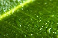 Free green leaf macro, water drops image, public domain plant CC0 photo.