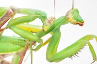 Free grasshopper close up public domain CC0 photo.