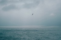 Free birds flying above sea, cloudy sky photo, public domain animal CC0 image.