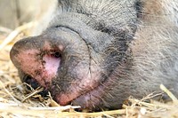 Free pig sleeping head close up photo, public domain animal CC0 image.
