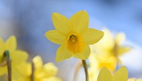 Free yellow daffodil image, public domain flower CC0 photo.