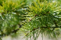 Free pine leaf image, public domain plant CC0 photo.