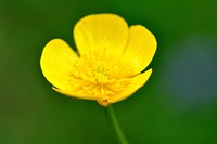 Free yellow buttercup image, public domain flower CC0 photo.