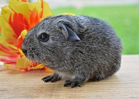 Free guinea pig in nature background portrait photo, public domain animal CC0 image.