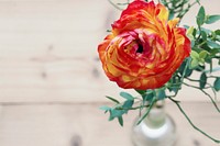 Free orange ranunculus image, public domain flower CC0 photo.