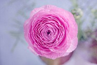 Free pink ranunculus image, public domain flower CC0 photo.