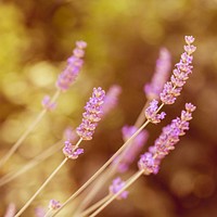 Free lavender image, public domain flower CC0 photo.