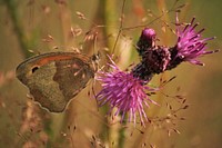 Free butterfly and flower image, public domain animal CC0 photo.